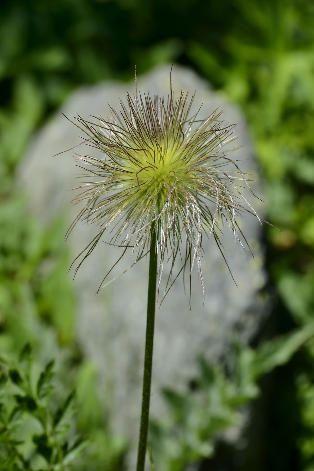 Infruttescenza di Pulsatilla sp.?